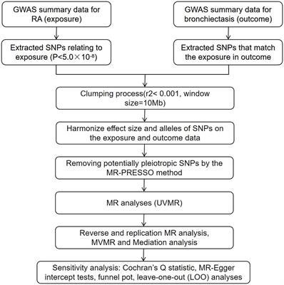 The causal relationship between rheumatoid arthritis and bronchiectasis: a bidirectional Mendelian randomization study